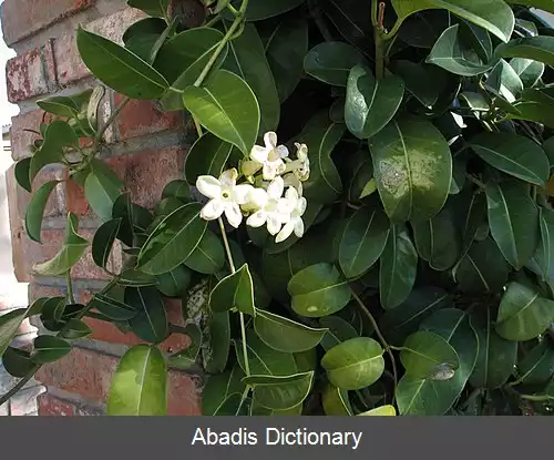 عکس استفانوتیس