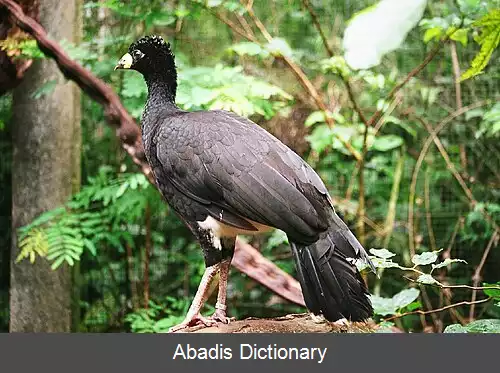 عکس کاکل فری رخ برهنه