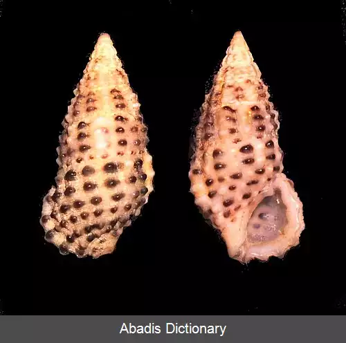 عکس کلیپئوموروس