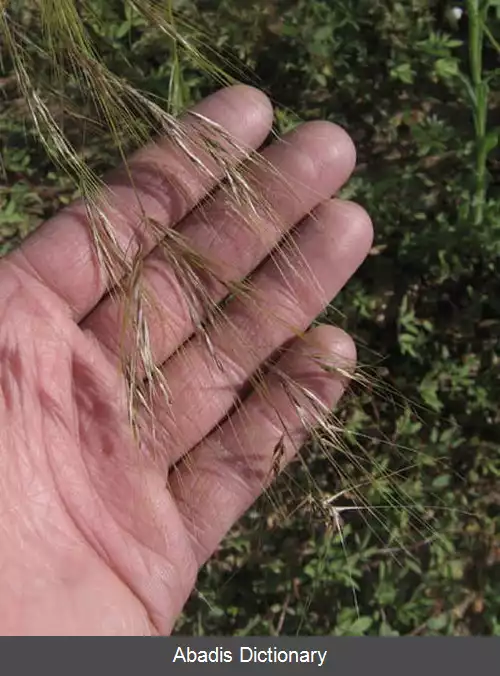 عکس استپی پولچرا