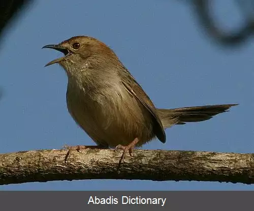 عکس سبدنشین صخره دوست