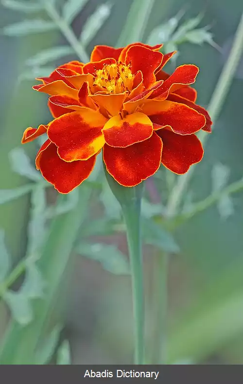 عکس فهرست گل های ایالتی هند