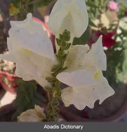 عکس گل میمونی (سرده)