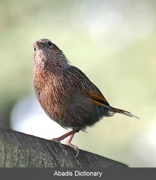 عکس مگس خوار آرام
