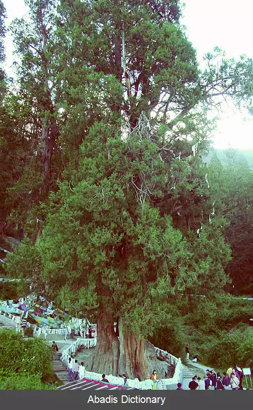 عکس سرو بزرگ