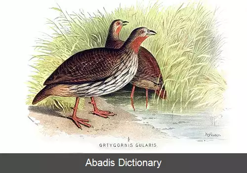 عکس دراج باتلاق