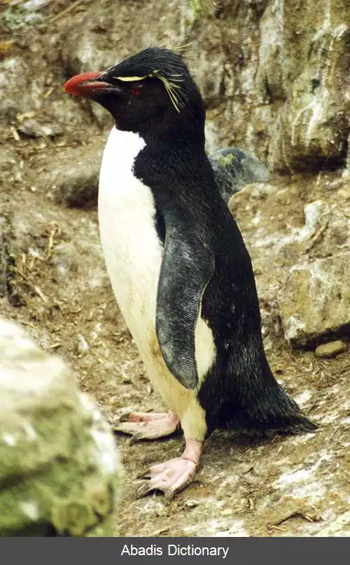 عکس پنگوئن های کاکل دار