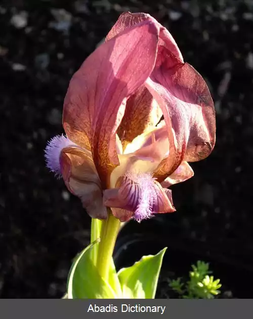 عکس زنبق شیرین بو