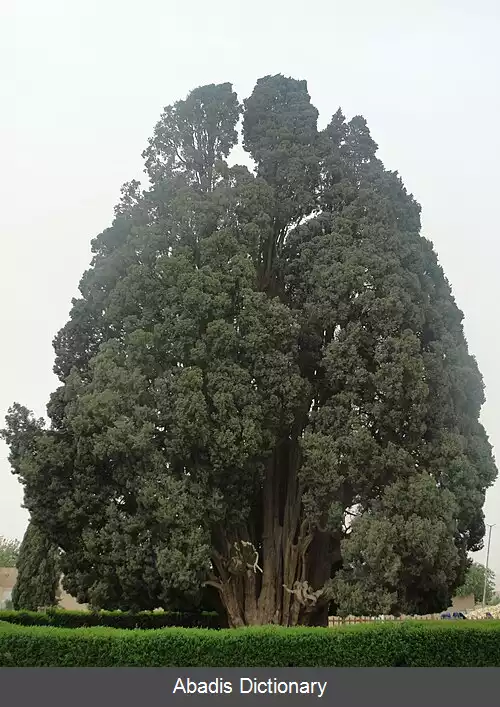 عکس فهرست کهنسال ترین درختان