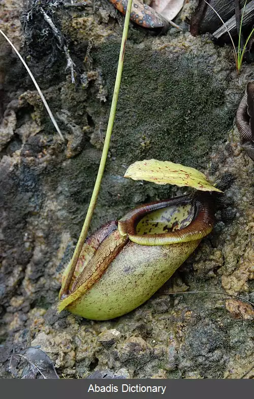 عکس گیاه پارچ خوشه افشان