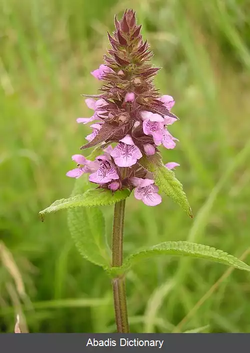 عکس سنبله ای باتلاقی