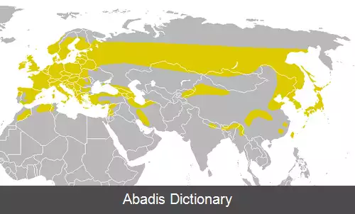 عکس چرخ ریسک پس سرسفید