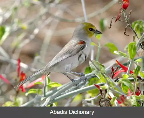 عکس زرین سر چرخ ریسکی