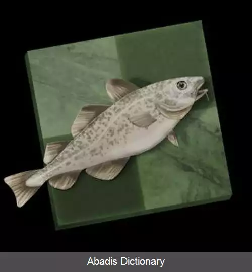 عکس استوک فیش