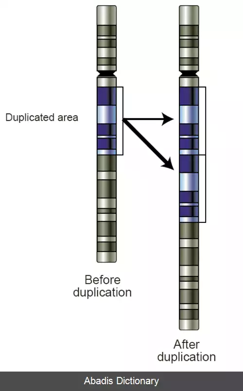 عکس مضاعف شدن ژن