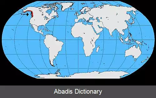 عکس کلاغ شمال غرب
