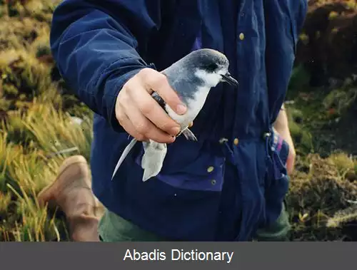 عکس فهرست کبوتردریاییان
