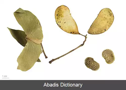 عکس درخت مرهم