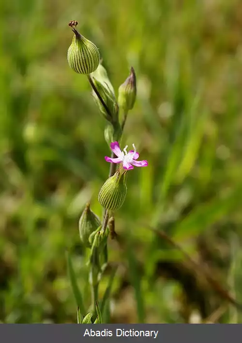 عکس سیلن مخروطی