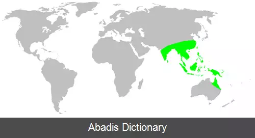 عکس عنکبوت های سقفی باف