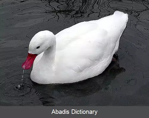 عکس قوی کوسکوروبا