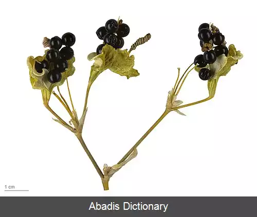 عکس زنبق پلنگی