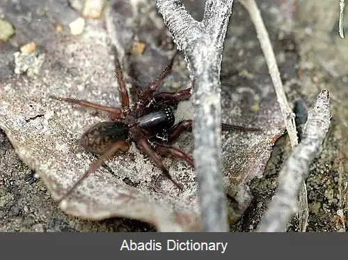 عکس عنکبوت های لحاف دوز کوتوله