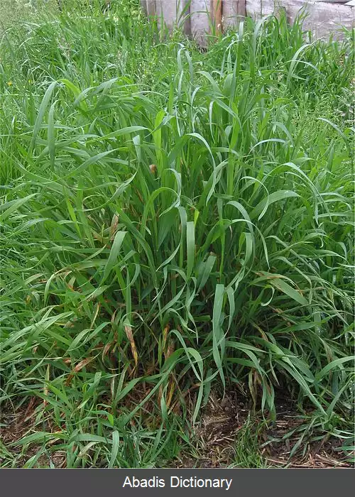 عکس چمن گندمی