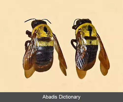 عکس زنبور درودگر زیتونی