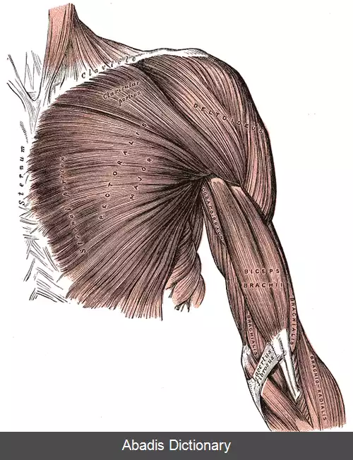 عکس ماهیچه های سینه ای