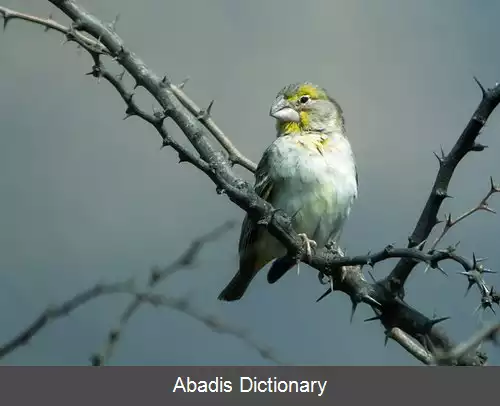عکس سهره گلوگوگردی