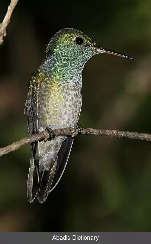 عکس زمردی رنگارنگ