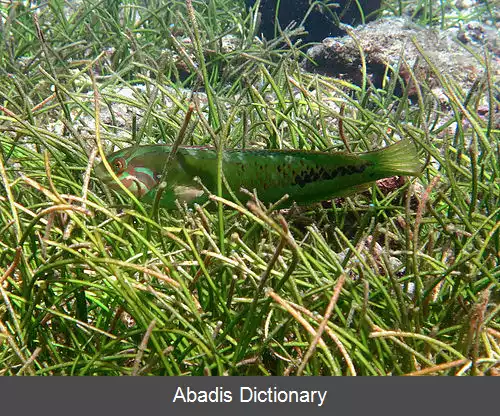 عکس زمردماهی علف دریایی