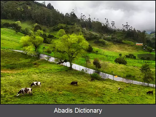 عکس چواچی
