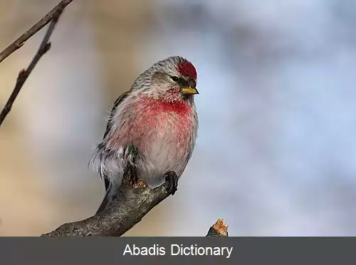 عکس زلف قرمزی معمولی