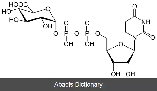 عکس اوریدین دی فسفات گلوکورونیک اسید