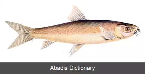 عکس کپور دماغه