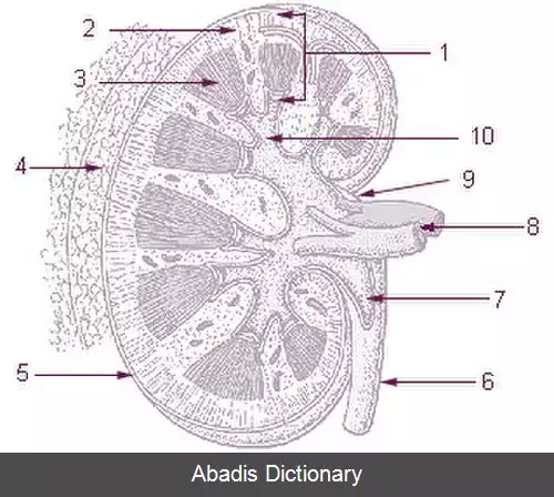 عکس کپسول چربی کلیه