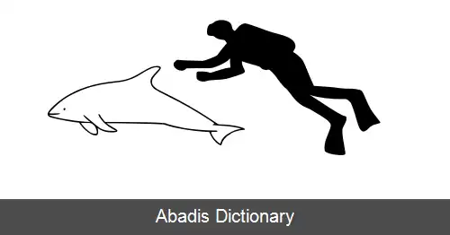 عکس دلفین سربی
