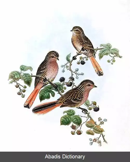 عکس سهره پرژوالسکی