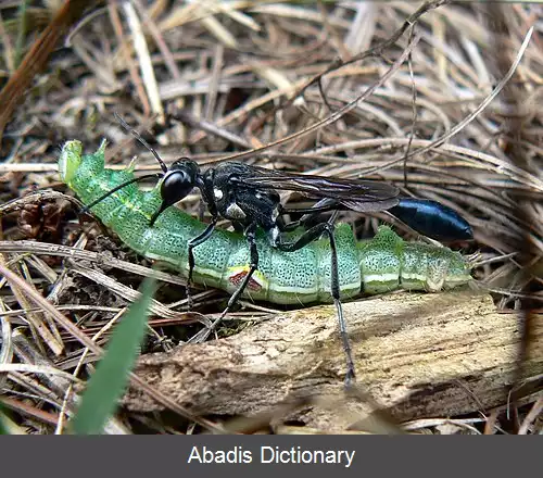 عکس زنبورهای شکاری