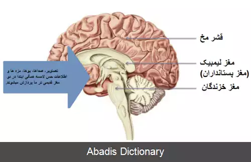 عکس فرگشت مغز