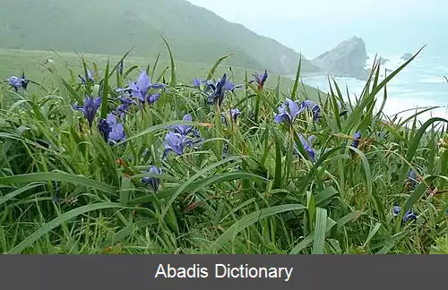 عکس زنبق دوگلاس