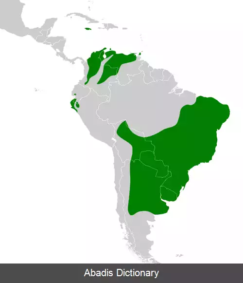 عکس سهره زعفرانی