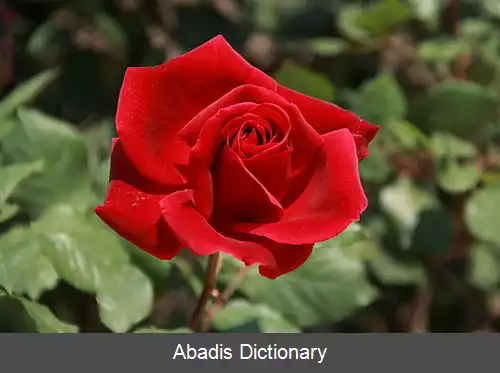 عکس رز آقای لینکلن