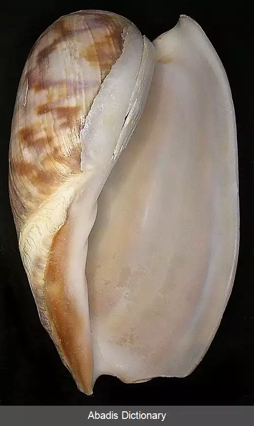 عکس زورقک مرمرین