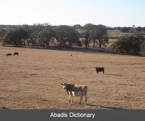 عکس فلورزویل تگزاس