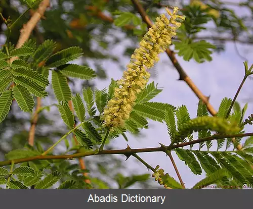 عکس سنگالیا چوندرا