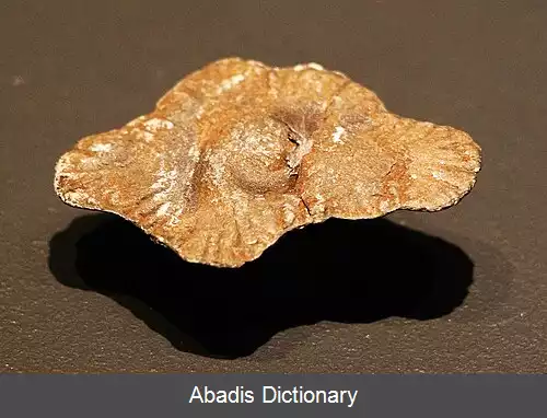 عکس زیواگان فرانس ویلین