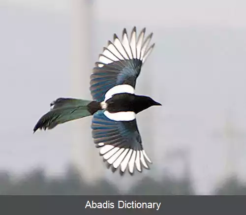 عکس کلاغ واران